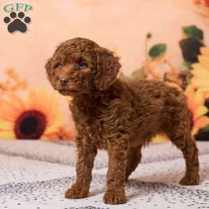 Cole, Miniature Poodle Puppy